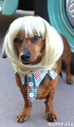 Dog Wig / Cat Wig: Cushzilla Blonde Bowl Cut Wig