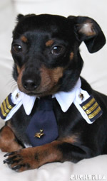 Pilot Shirt for Cats And Dogs - X-SMALL Captain Kitty / Dog from Cushzilla