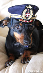 Pilot Hat for Cats And Dogs in X-SMALL from Cushzilla