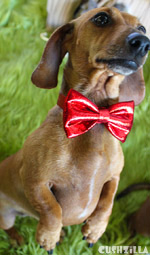 Cat Bow Tie / Dog Bow Tie in Sparkly Pee Wee Red from Cushzilla
