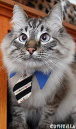 Cat Necktie / Dog Necktie in Business Cat Blue from Cushzilla