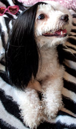 Cat Wig / Dog Wig: Cushzilla Classic Cher Long Black Straight Wig