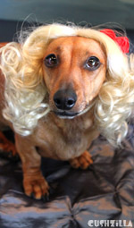 Dog Wig / Cat Wig: Cushzilla Curly Blonde Wig for Dogs And Cats