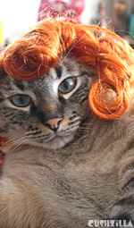 Cat Wig / Dog Wig: Cushzilla Curly Red Wig for Cats And Dogs