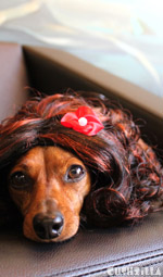 Cat Wig / Dog Wig: Cushzilla Curly Brunette Wig for Cats And Dogs