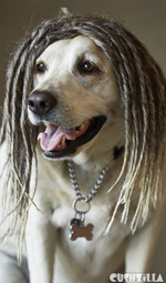 Dog Wig / Cat Wig: Cushzilla Rasta Dreadlock Wig for Dogs And Cats