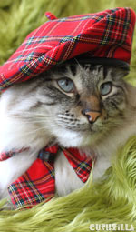 Cat Hat / Dog Hat - Red Plaid Chatte Beret from Cushzilla (HAT ONLY!)