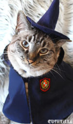 Yer a Hairy Wizard! Costume for Cats And Dogs from Cushzilla