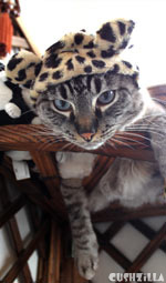 The Great Catsby Leopard Bonnet for Cats And Dogs from Cushzilla