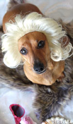 Cushzilla Gentlemen Prefer Blonde Wig for Cats And Dogs