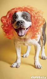 Dog Wig / Cat Wig: Cushzilla Orange Wig for Dogs And Cats