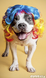 Dog Wig / Cat Wig: Cushzilla Curly Rainbow Wig for Dogs And Cats