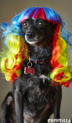 Dog Wig / Cat Wig: Cushzilla Wavy Rainbow Wig for Dogs And Cats