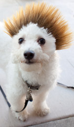 Dog Wig / Cat Wig: Cushzilla Ombre Spiked Bro Wig for Dogs And Cats