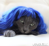 Kitty Purry Cat Wig or Dog Wig